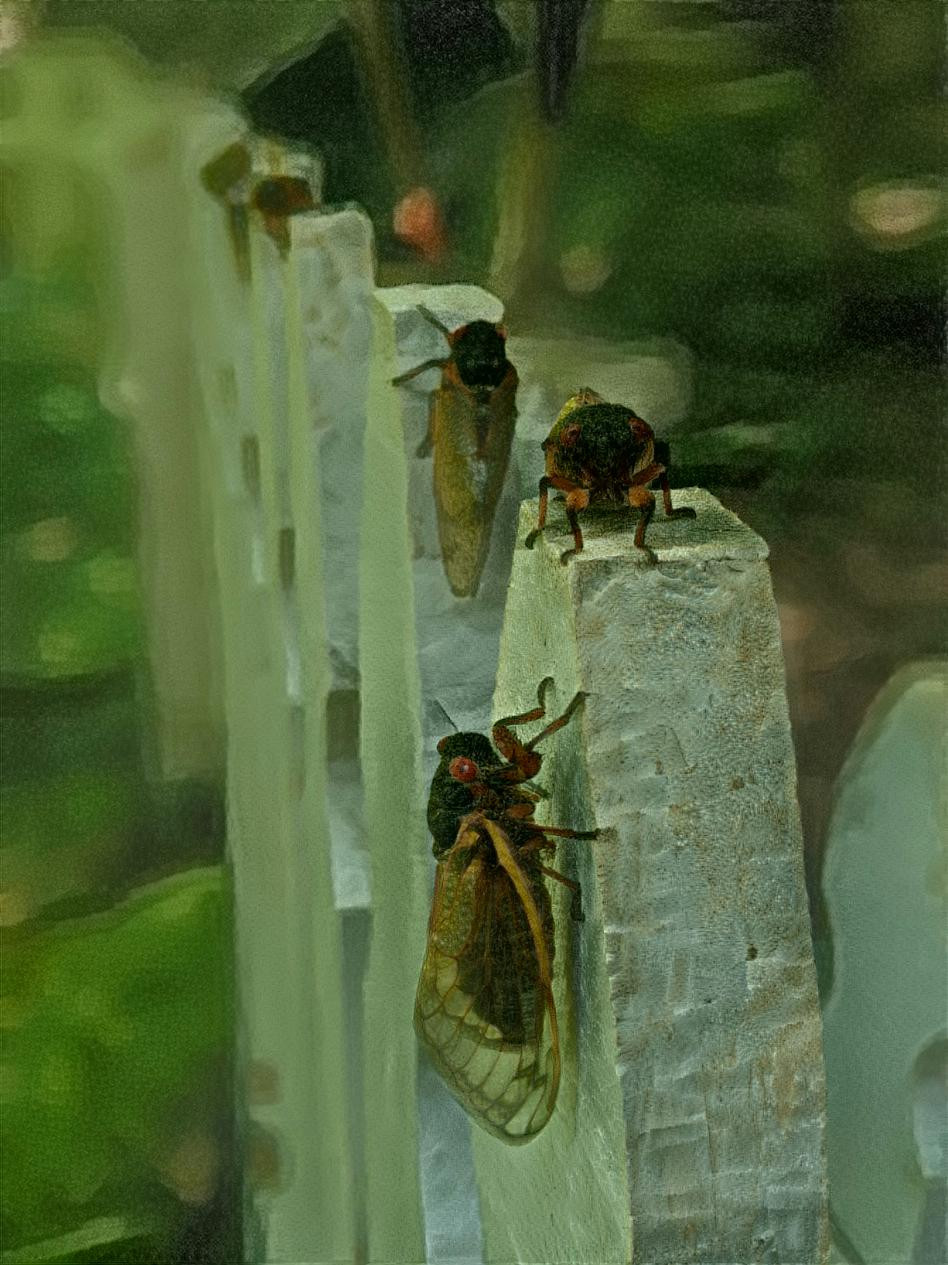 Cicadas 