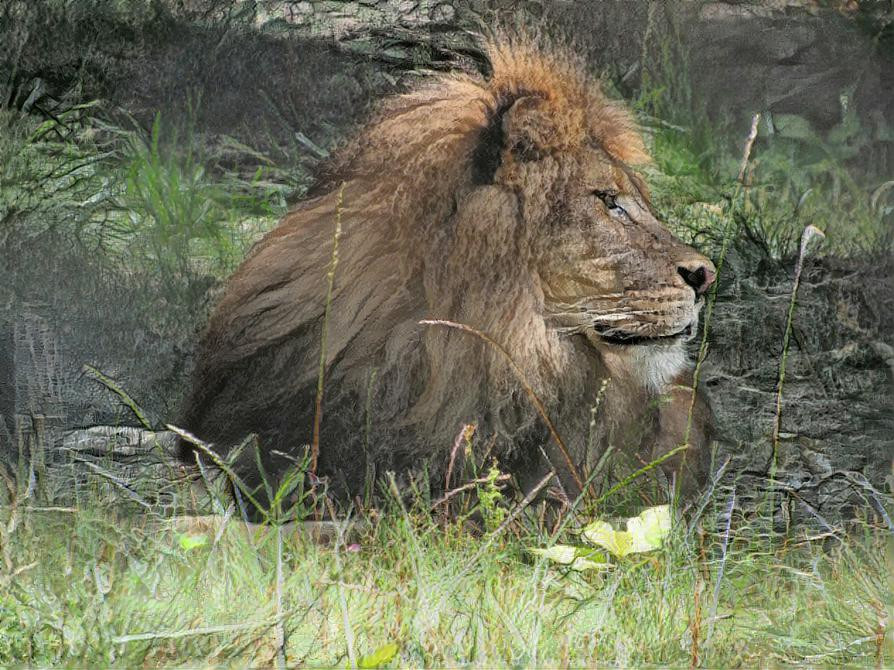 Curious Lion