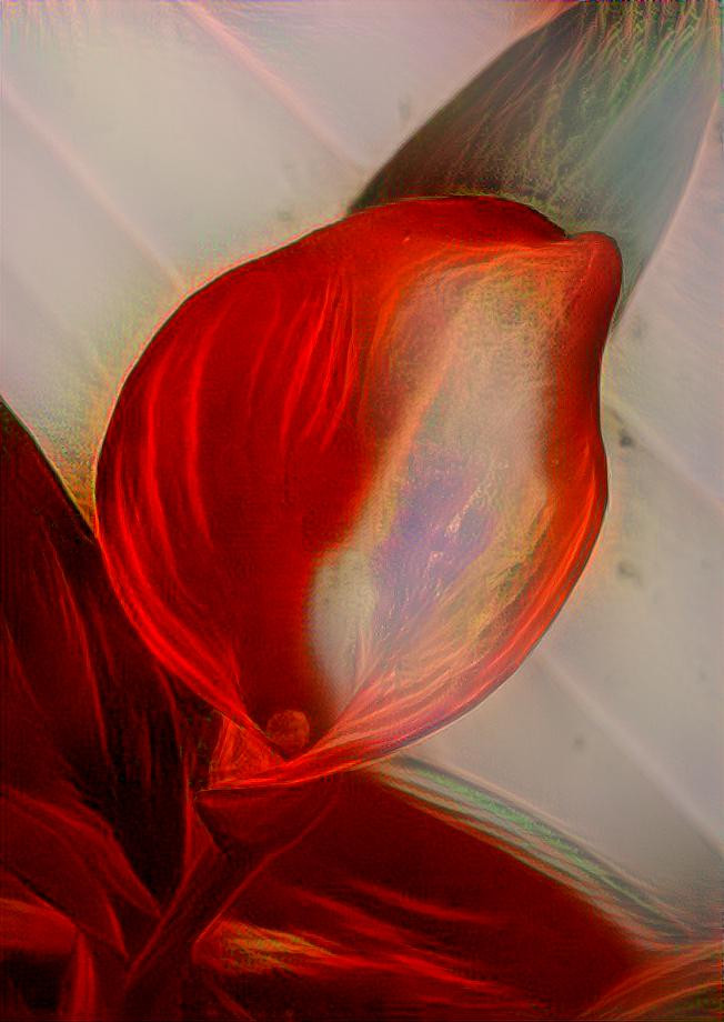 Red Calla 