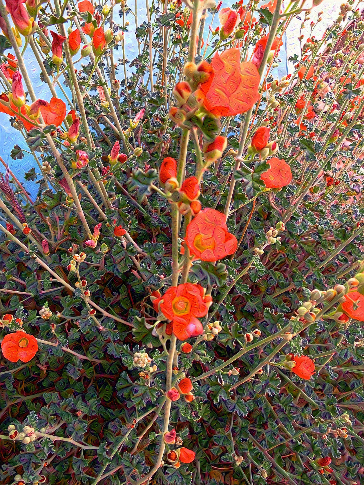 Orange Globe Mallow, Nevada