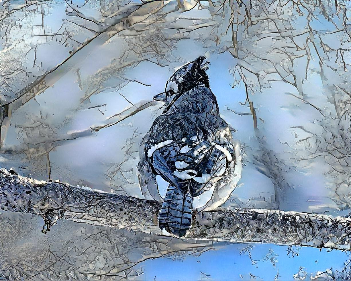 Wintry Blue Jay