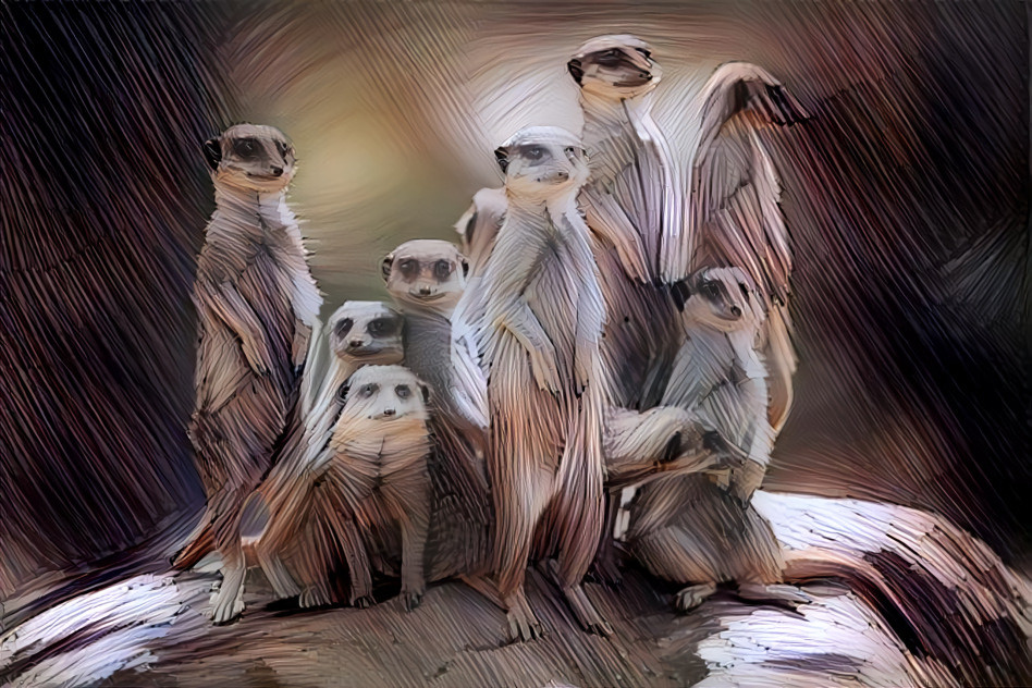 Meerkats