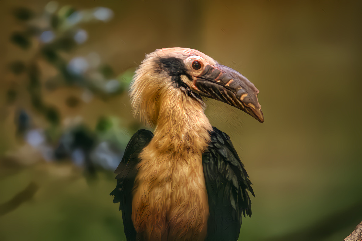 Papuan Hornbill