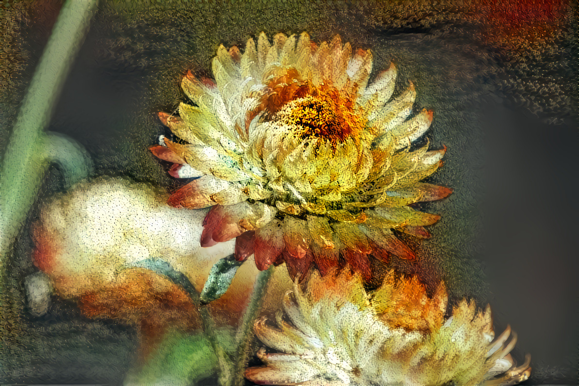 Strawflower