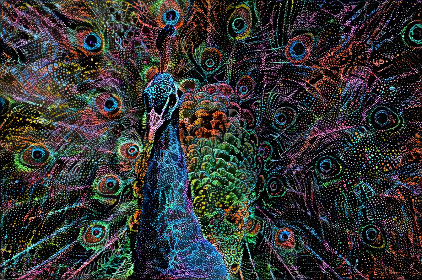 peacock 2