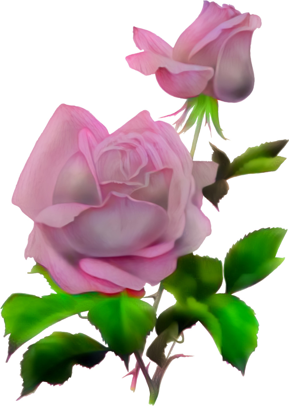 Pink Roses 