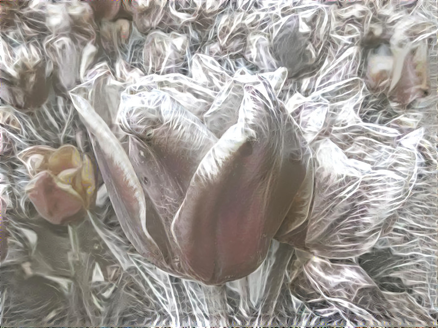 Frosted Tulips