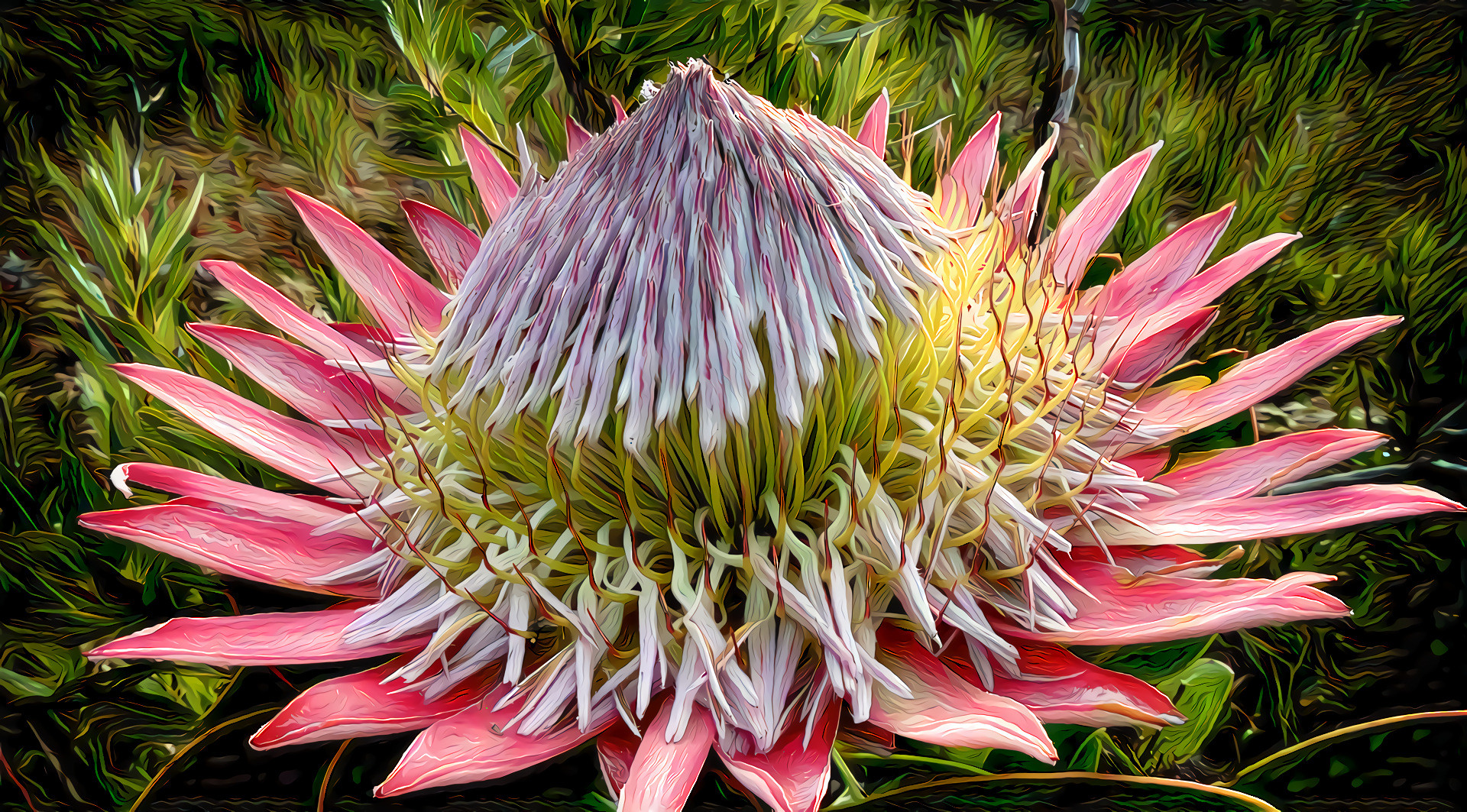 King Protea Flower