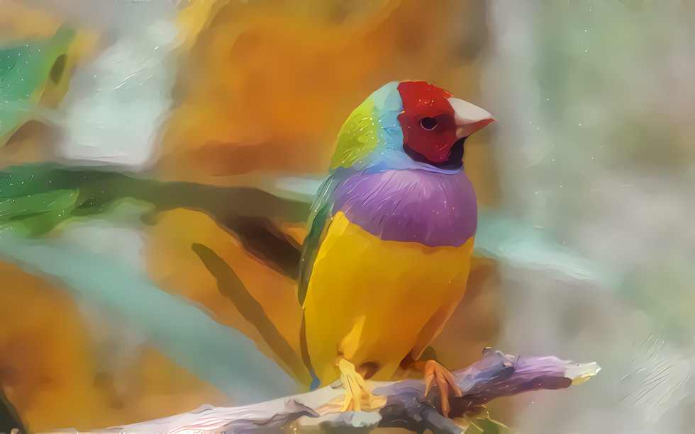 Gouldian finch