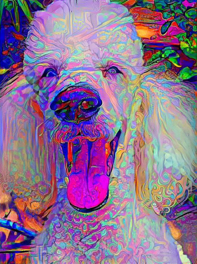 wildcoloredpoodle