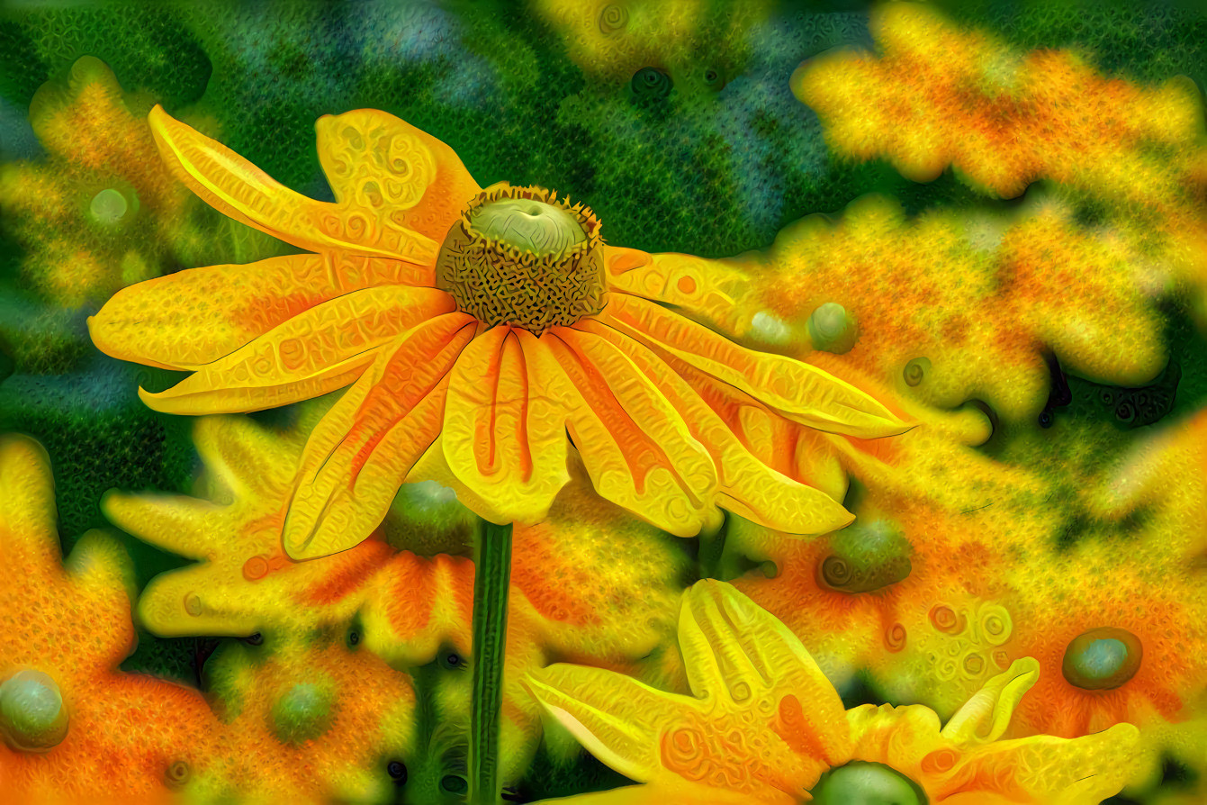 High Hat - Rudbeckia Nidita