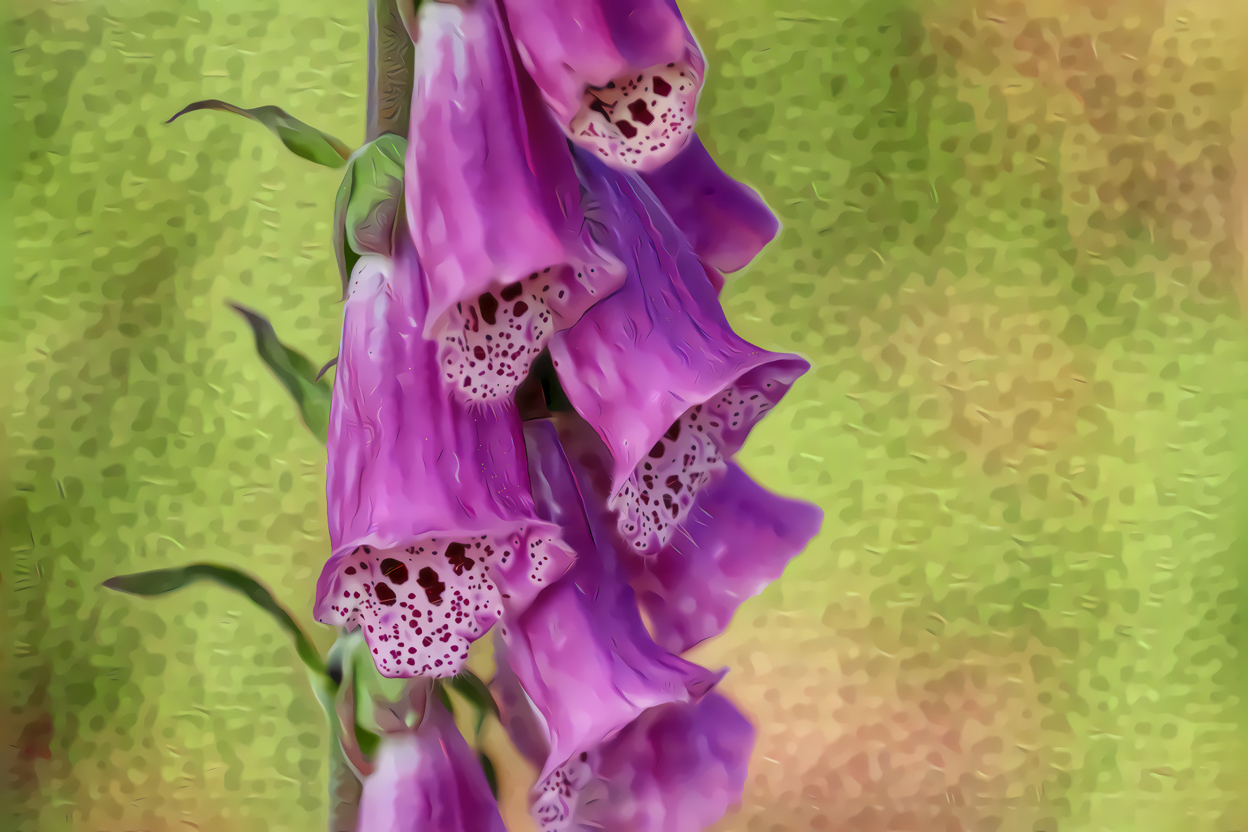 Foxglove       Digitalis Purpurea