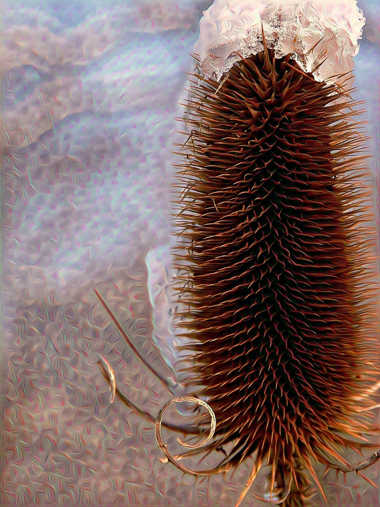 Thistle in Winter