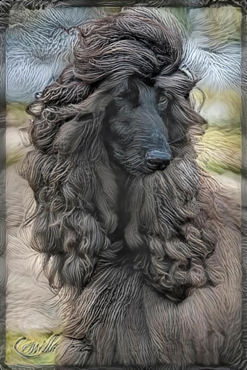 Afghan hound