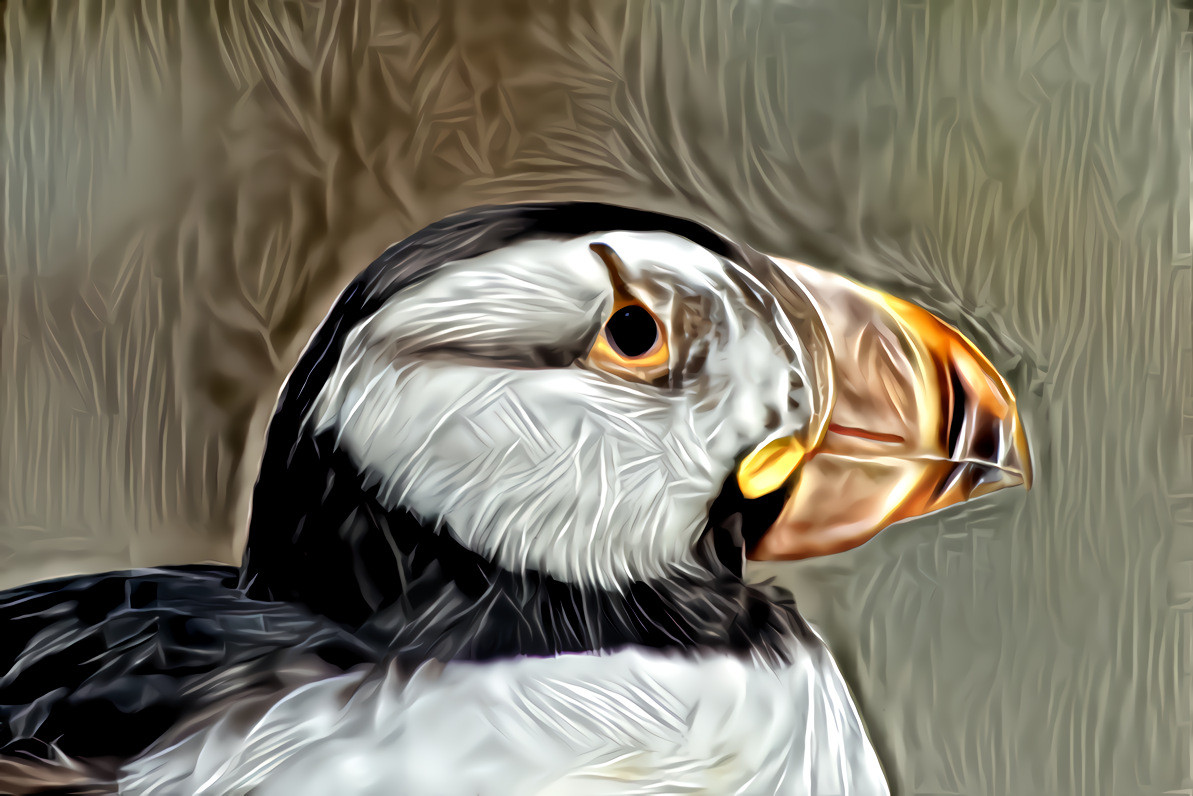 Horned Puffin