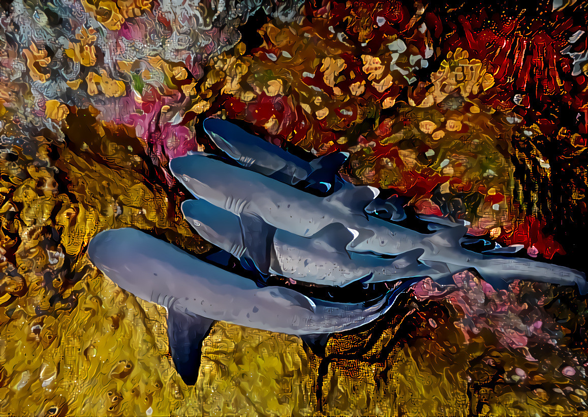 A Group of Whitetip Reef Sharks, Revillagigeo Island, off Baja California. Unique among sharks, they can breathe without swimming, hiding and resting in daytime and hunting at night. Source  photo by Francisco Jesús Navarro Hernández on Unsplash.