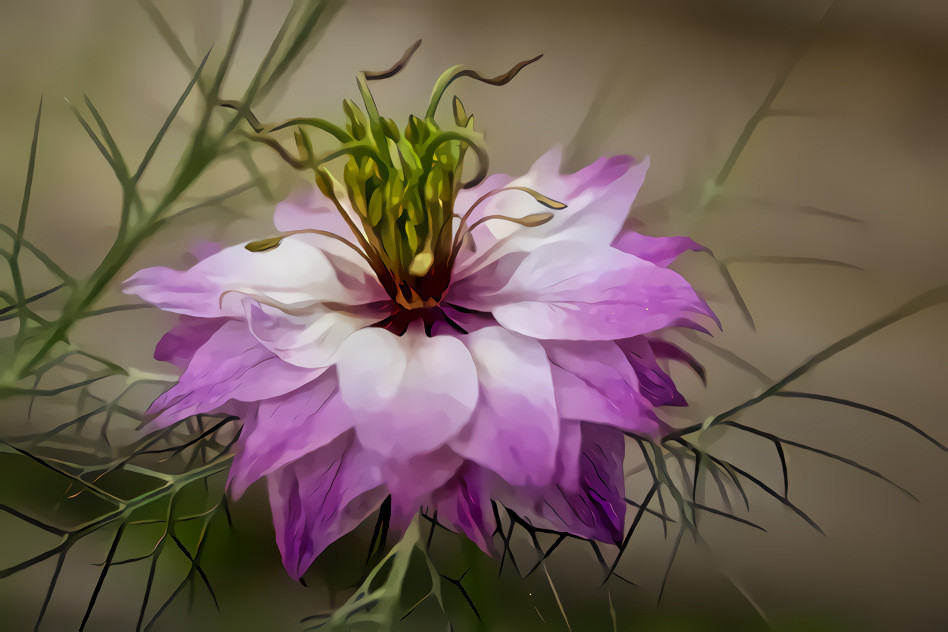 Love-In-A-Mist