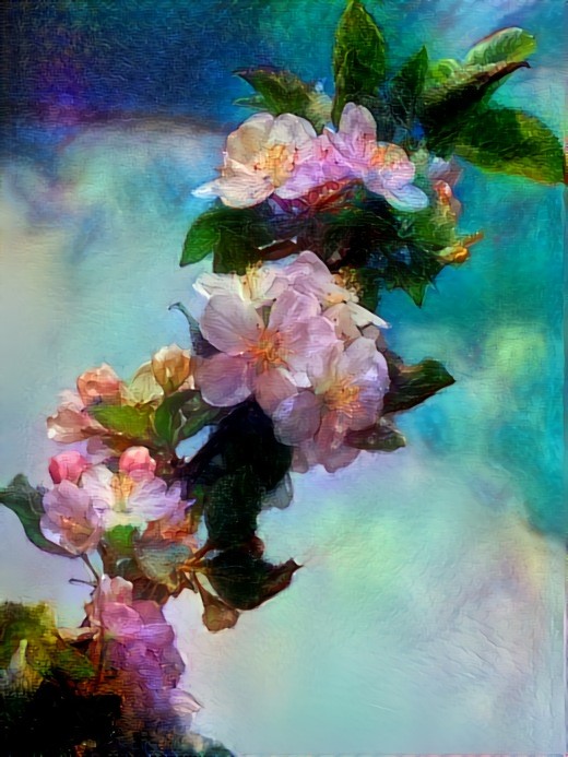 Apple Blossoms