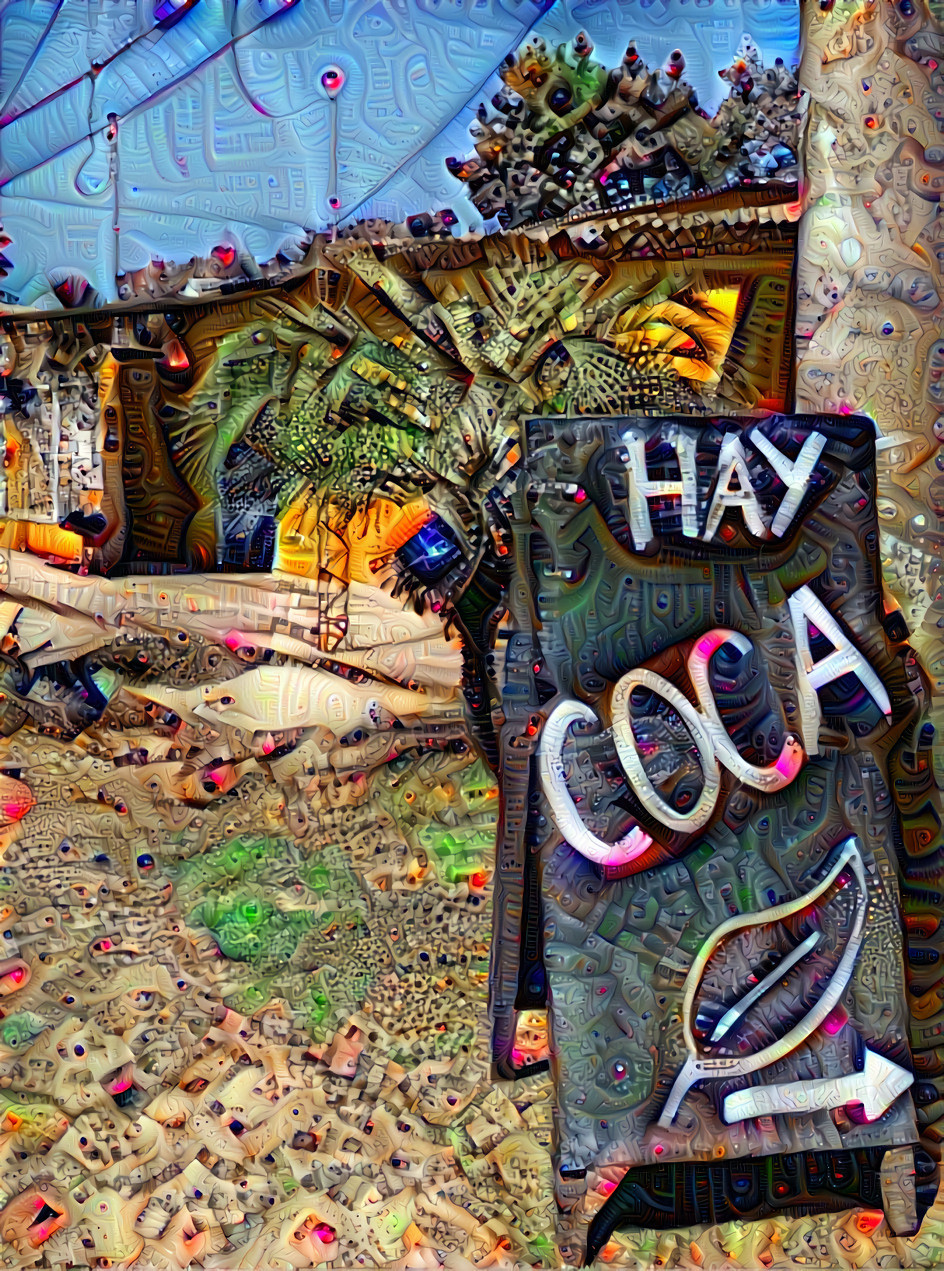 Hay coca