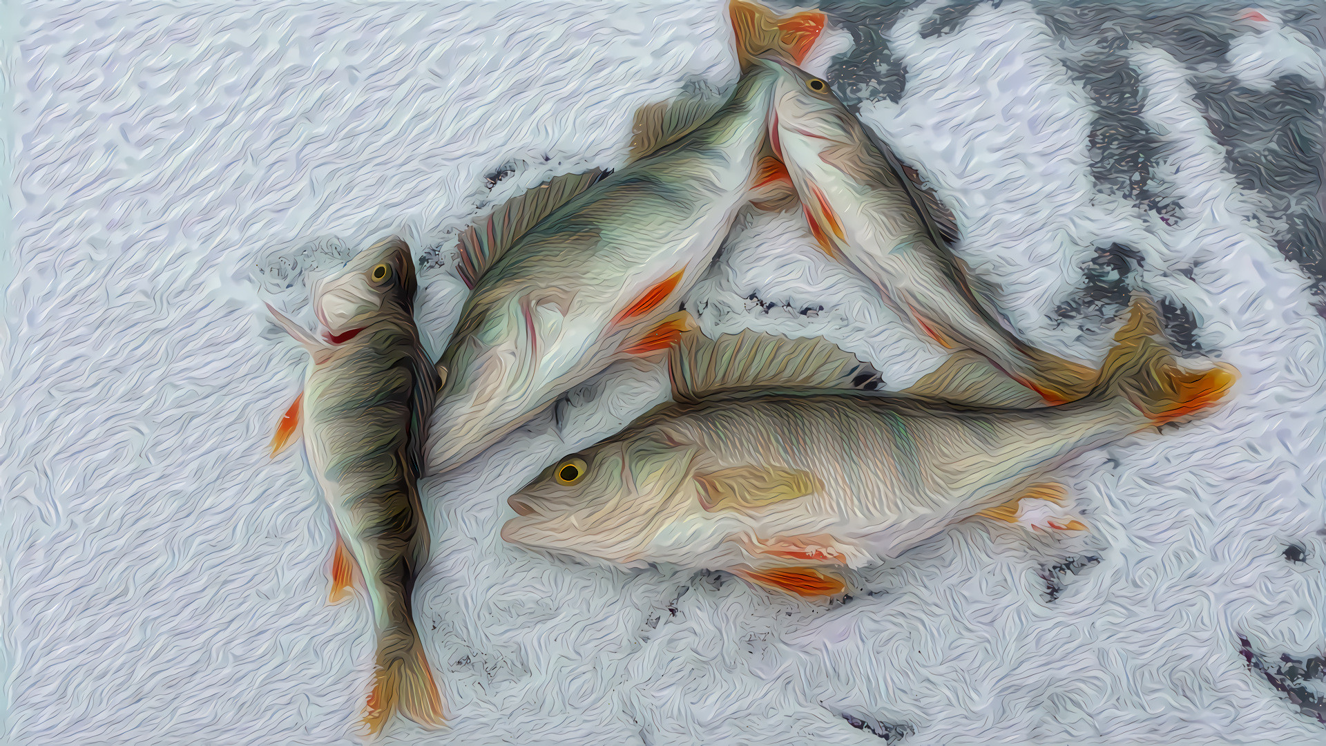 Ice Fishing for Perch