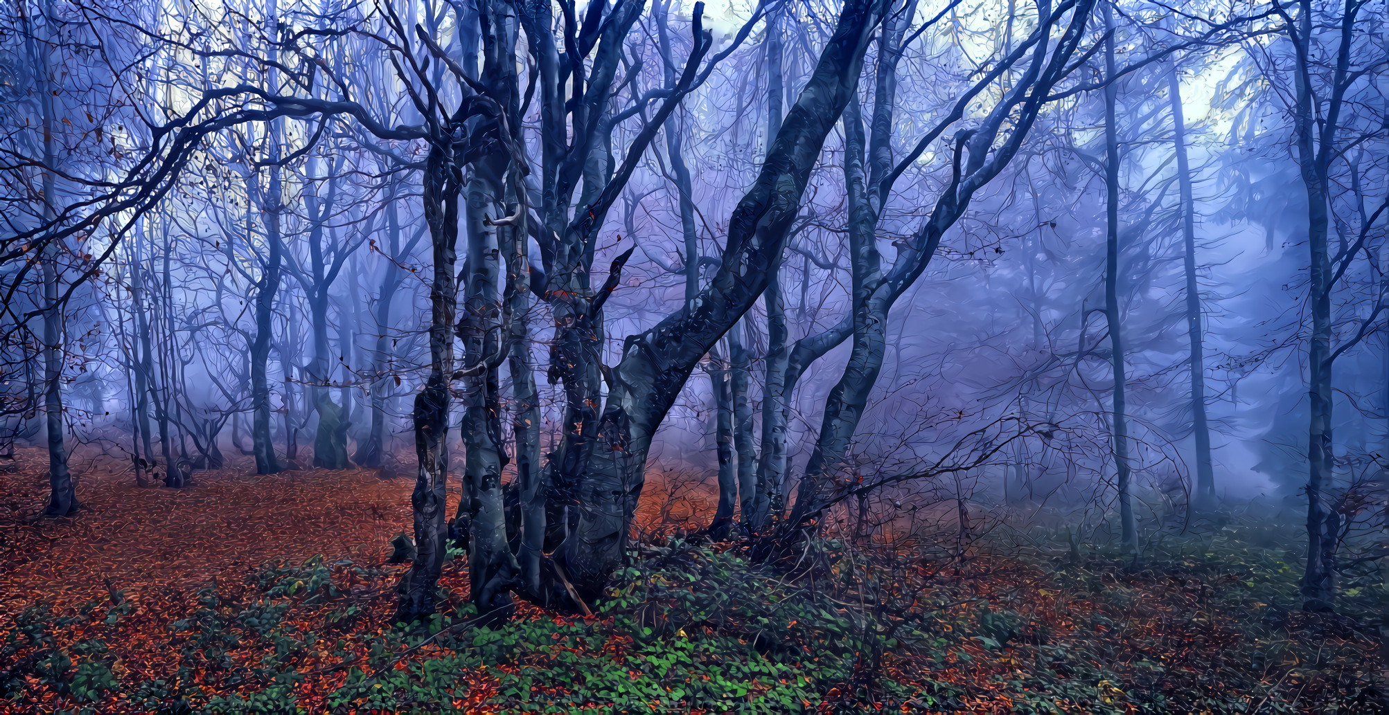 Autumn Beech Forest