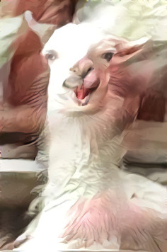 white llama looking directly at camera, smiling