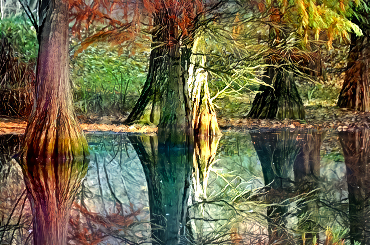 Sumpfzypresse (Taxodium distichum) im Rombergpark, Dortmund (Germany)