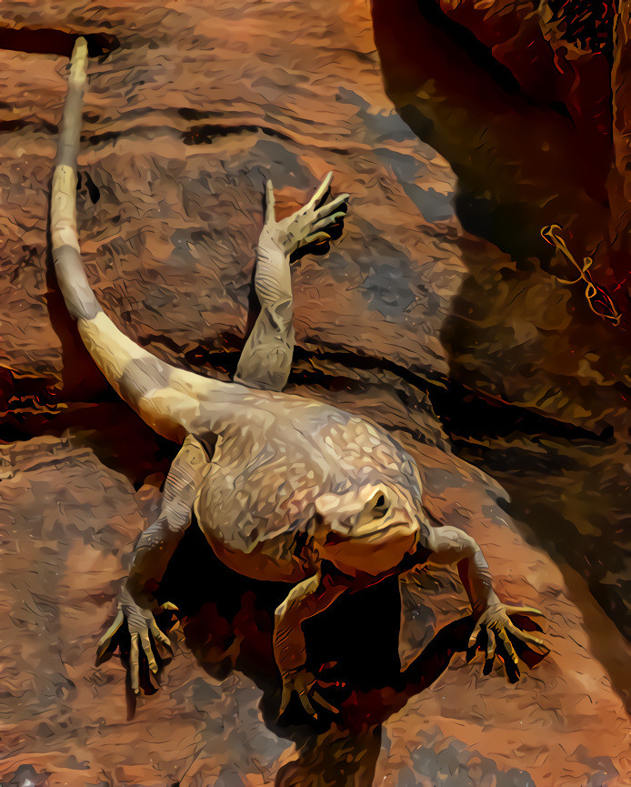 Chuckwalla, Valley of Fire, NV