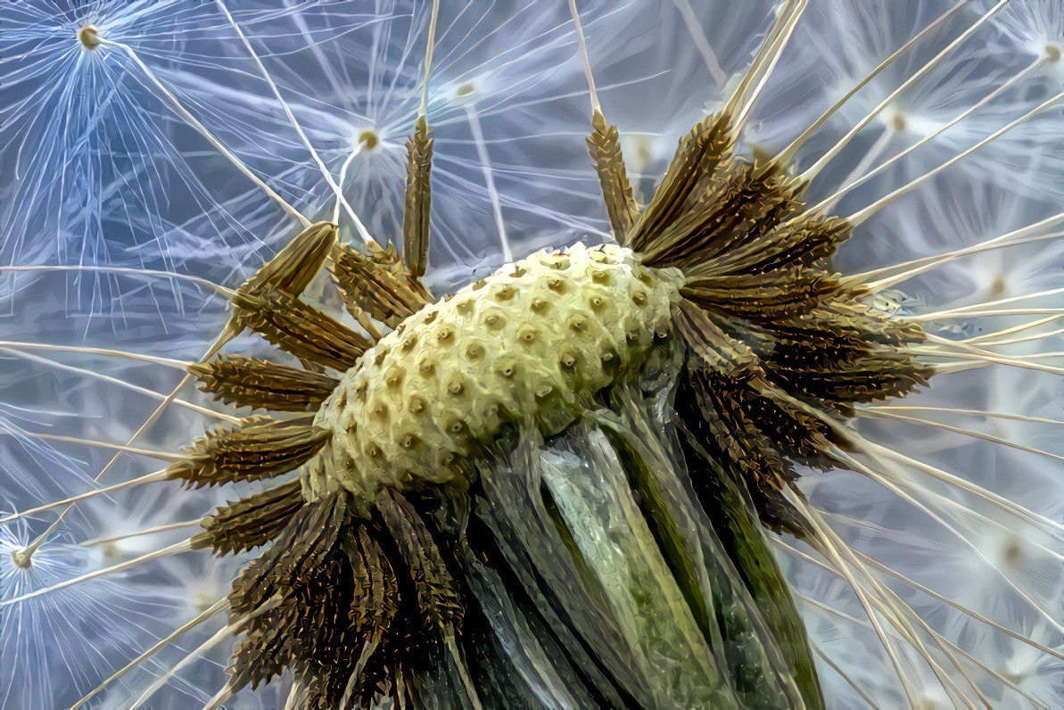 Dandelion Head