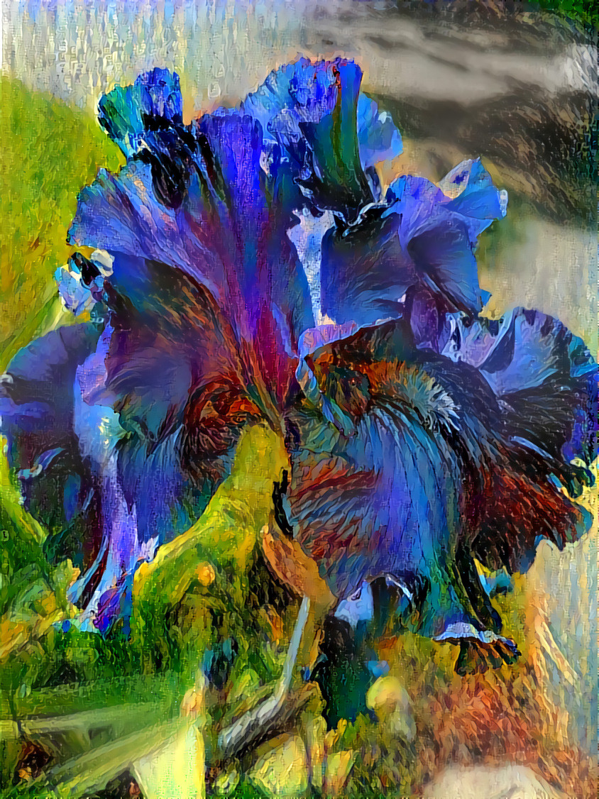 Bearded Iris