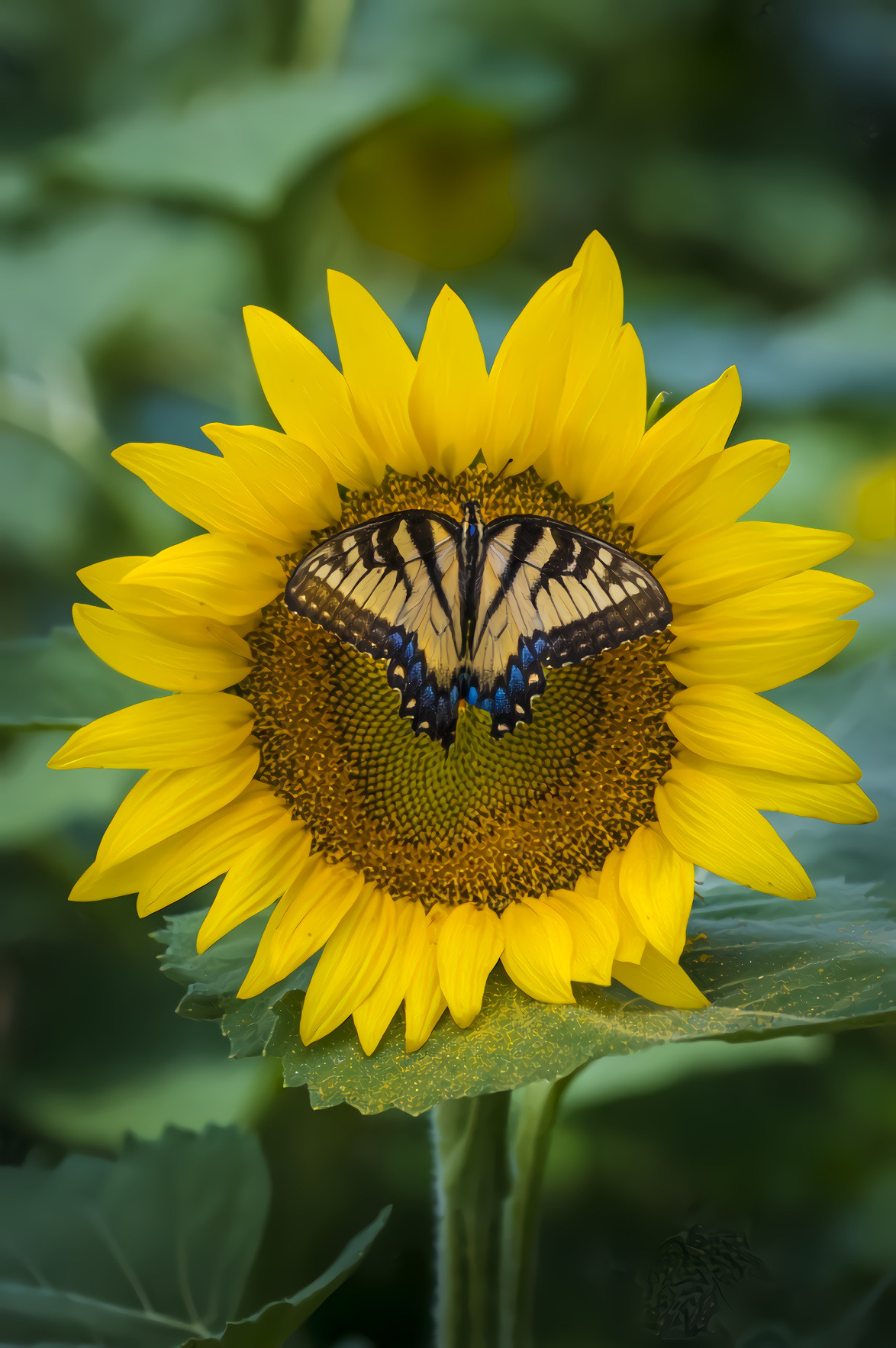 Sunflower and Butterfly