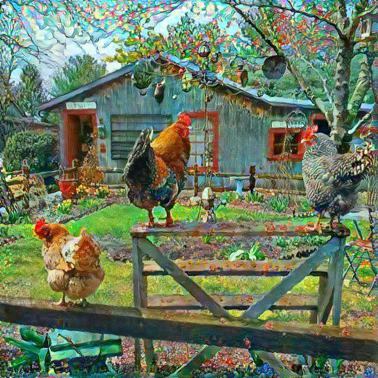 Farm Chickens