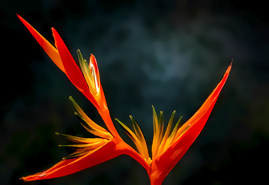 Bird of Paradise