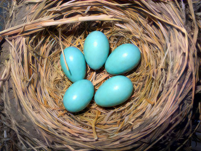 Robin’s Eggs