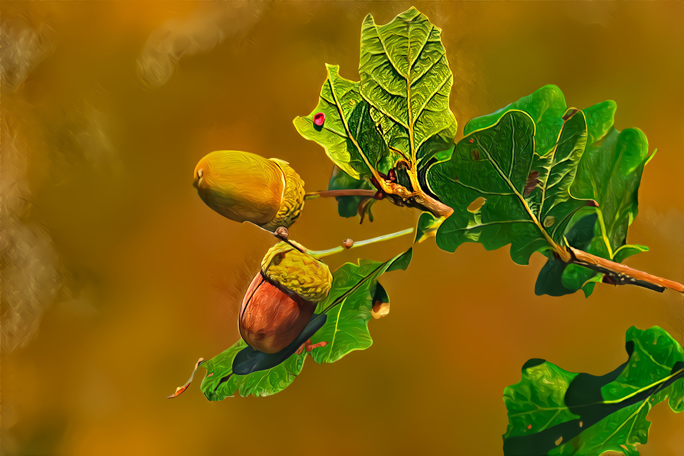 Acorns