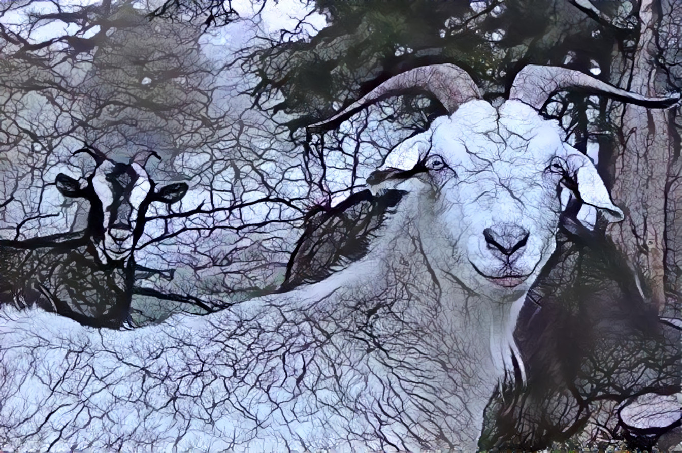 Trees in the goats