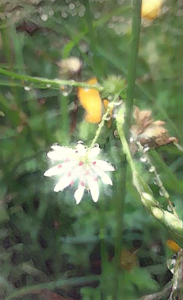 Stitchwort