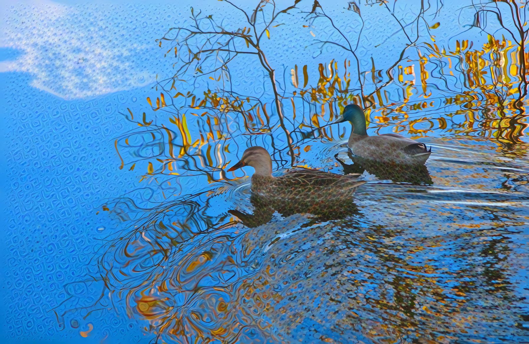 Ducks, New Zealand Lake Reflections