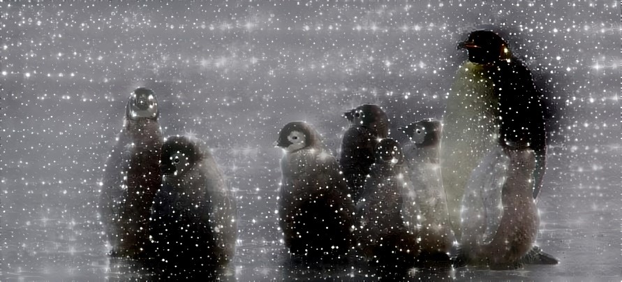 Penguin babies from outerspace