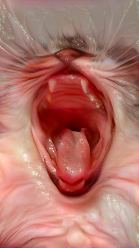 cat yawning - retextured