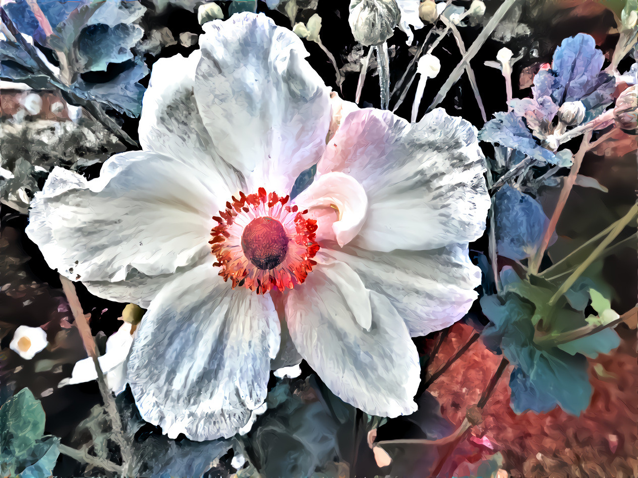 anemone in wintry colors