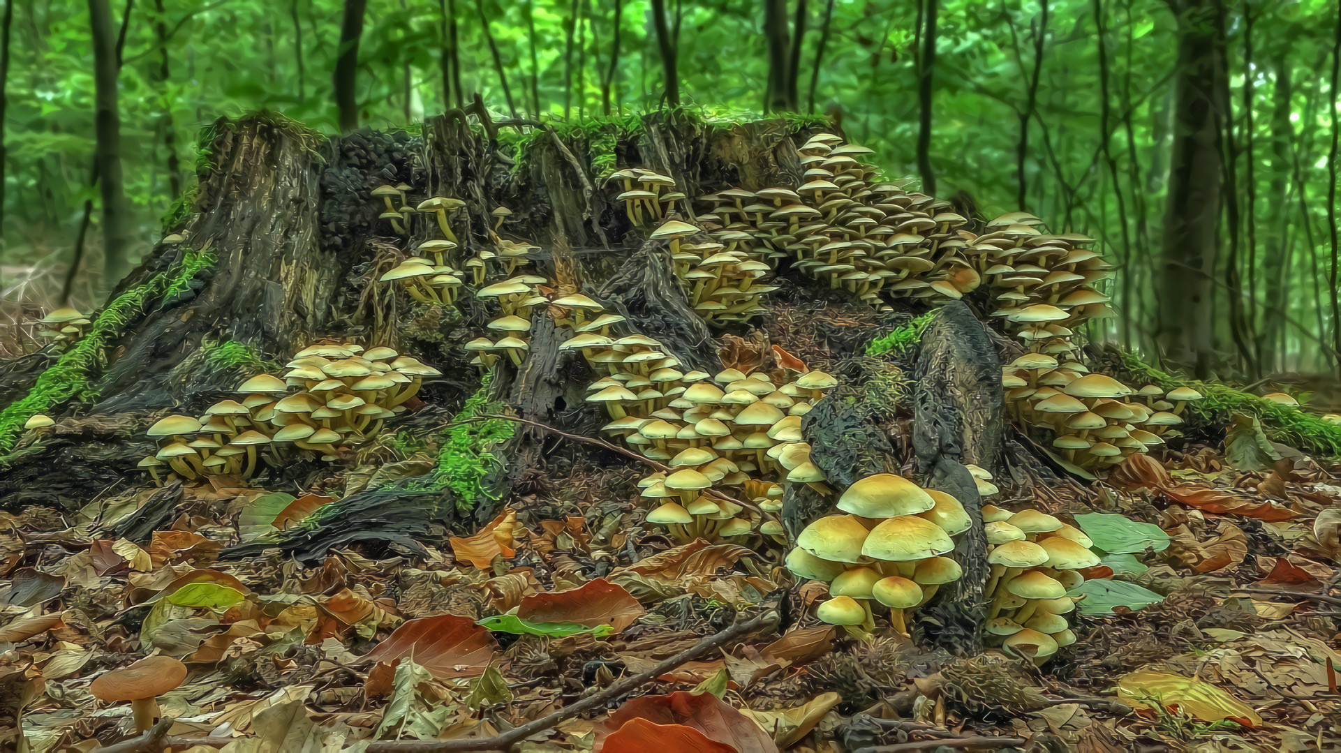 Forest Mushroom Colony