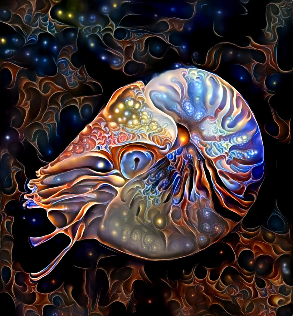 A nautilus for this fishy Friday.