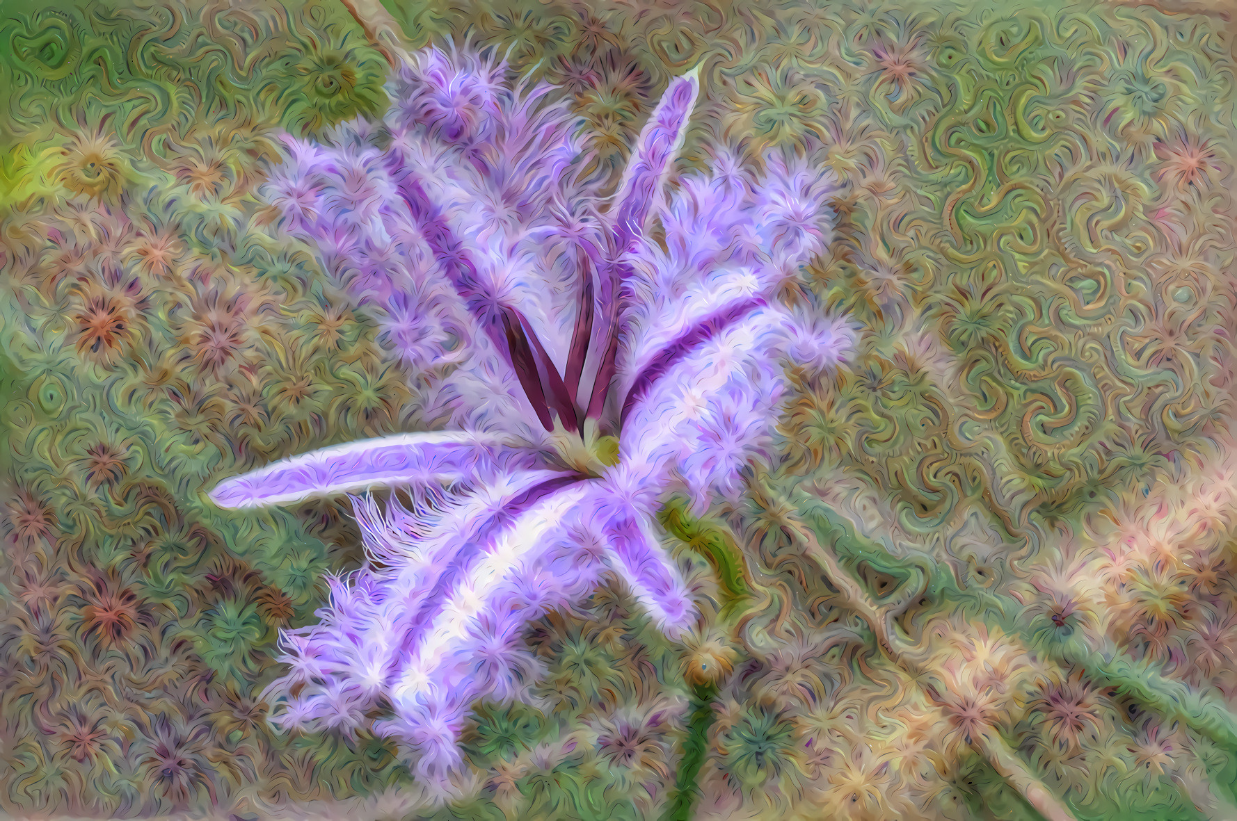 Fringed Mauve Lily, Australia