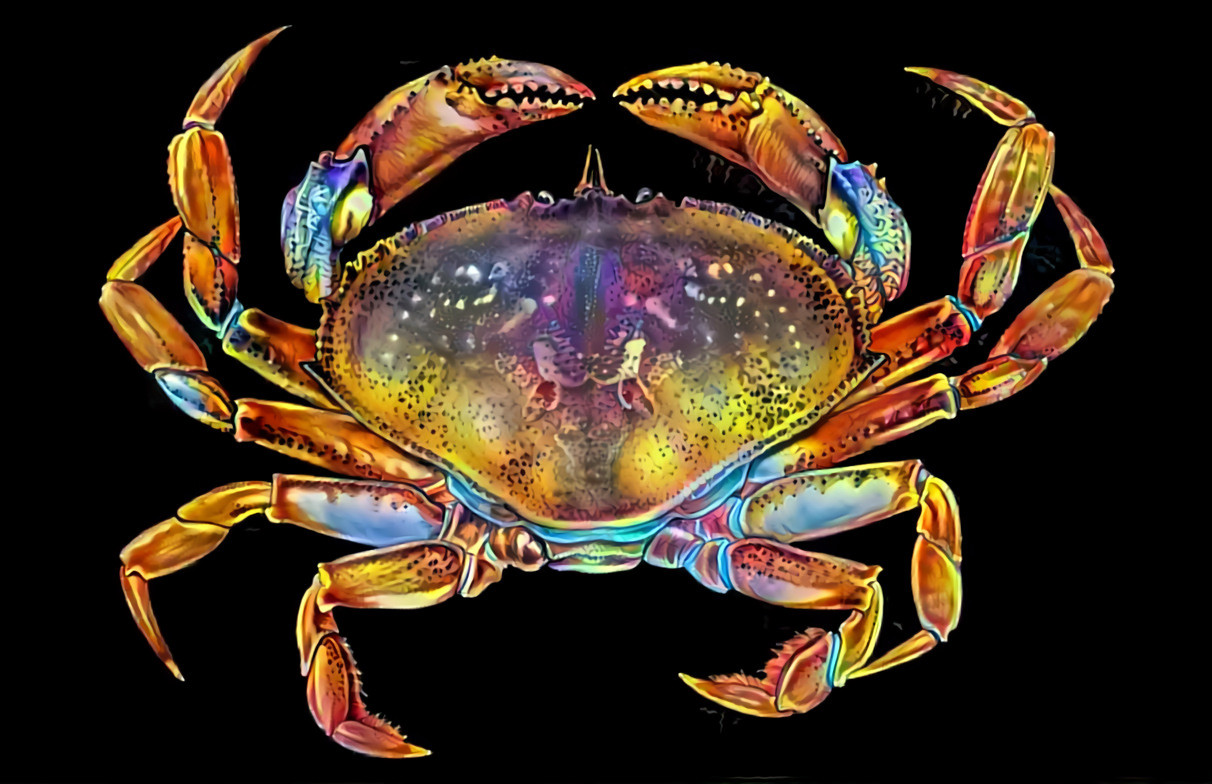 "Rainbow crab" _ (210529)