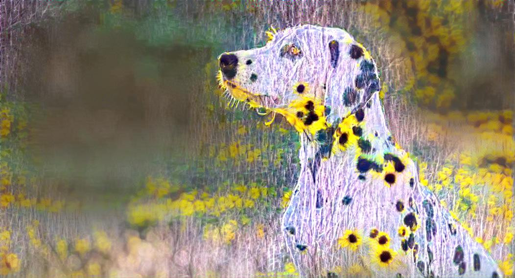 dog pollen