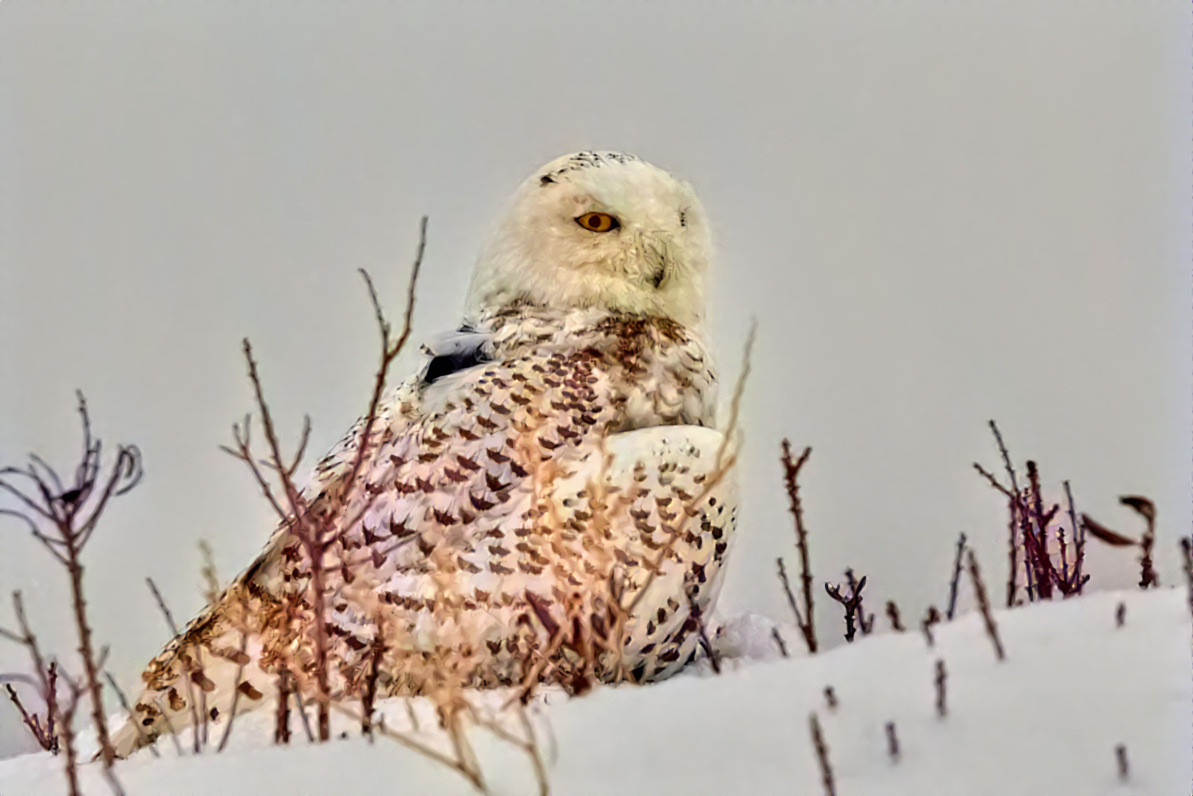 Redreaming Extinction Series: Snowy Owl