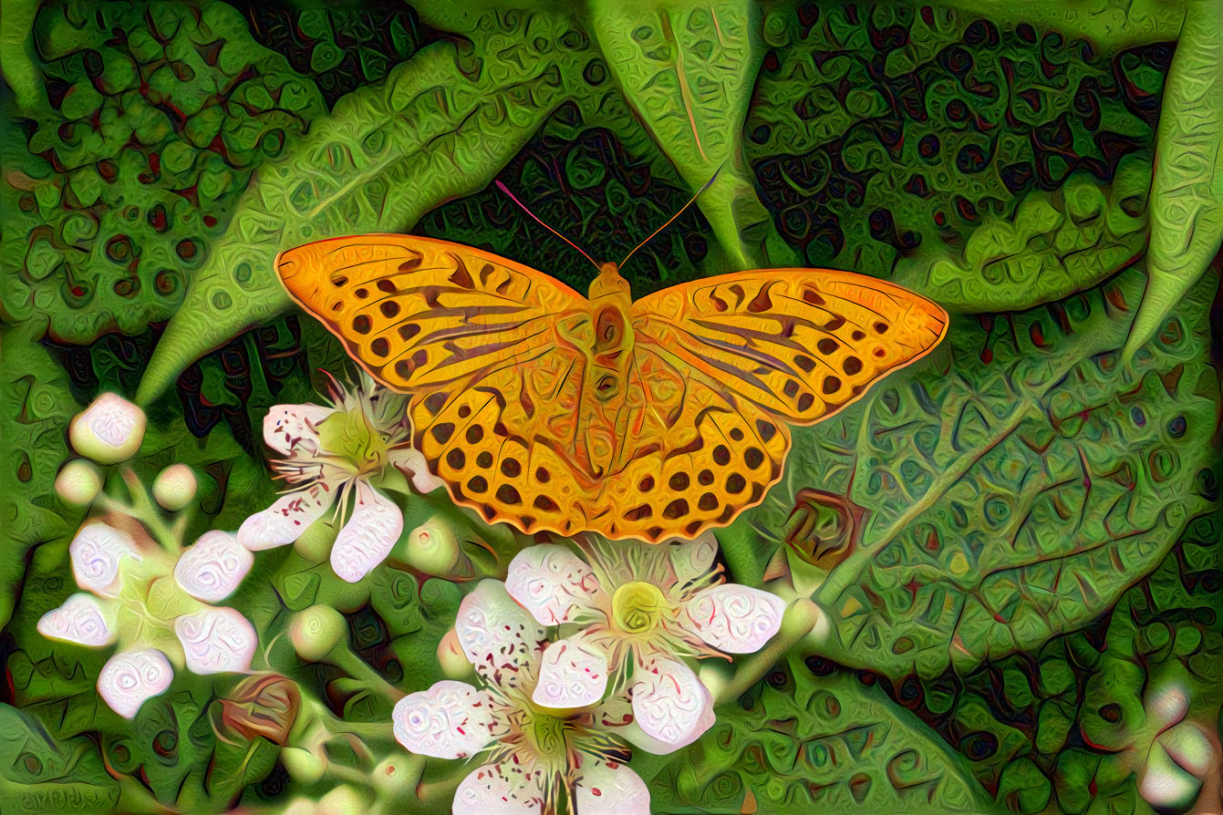 Butterfly Edelfalter, Blossom