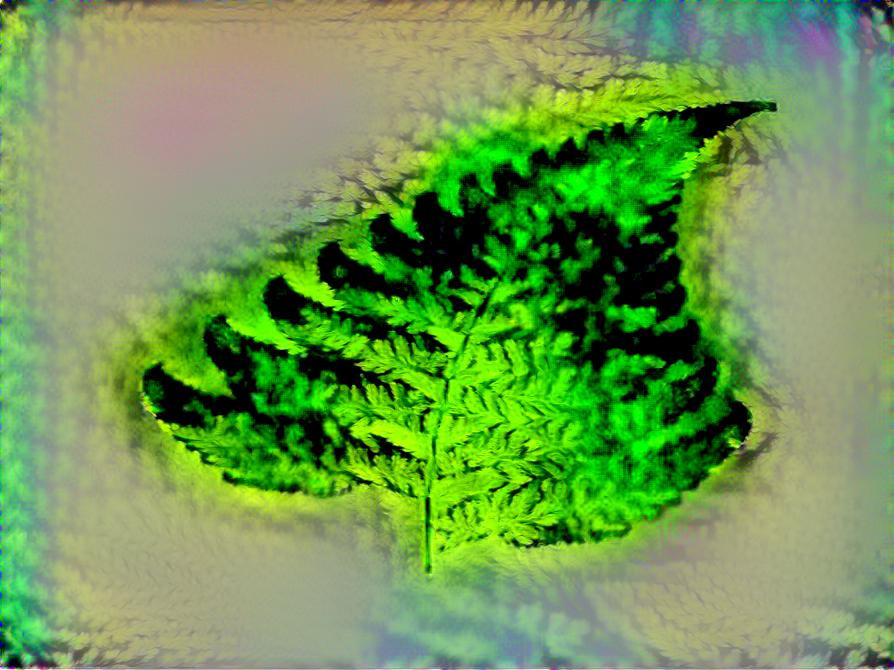 fern1