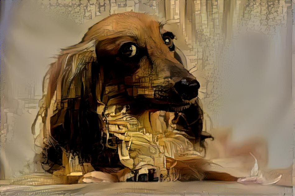 Dachshund